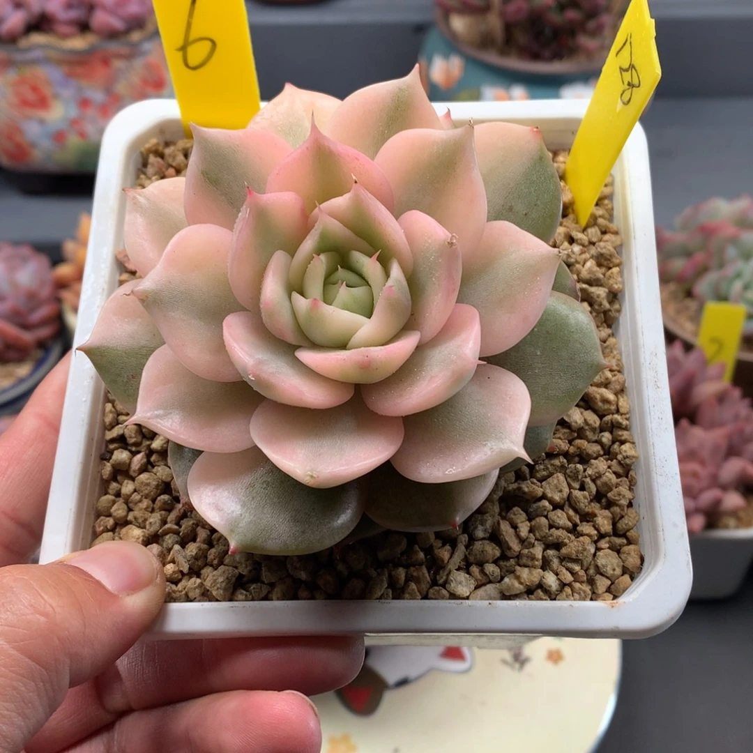 我们家的小仙女们