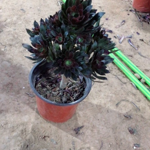 多肉法师清棚价老庄