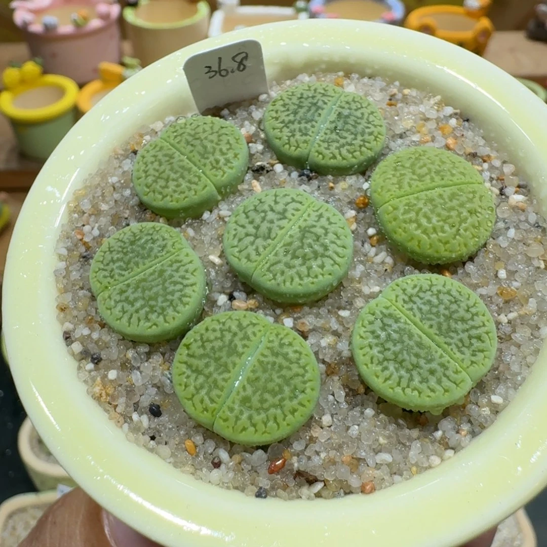 蘑菇1141绿富贵多肉植物