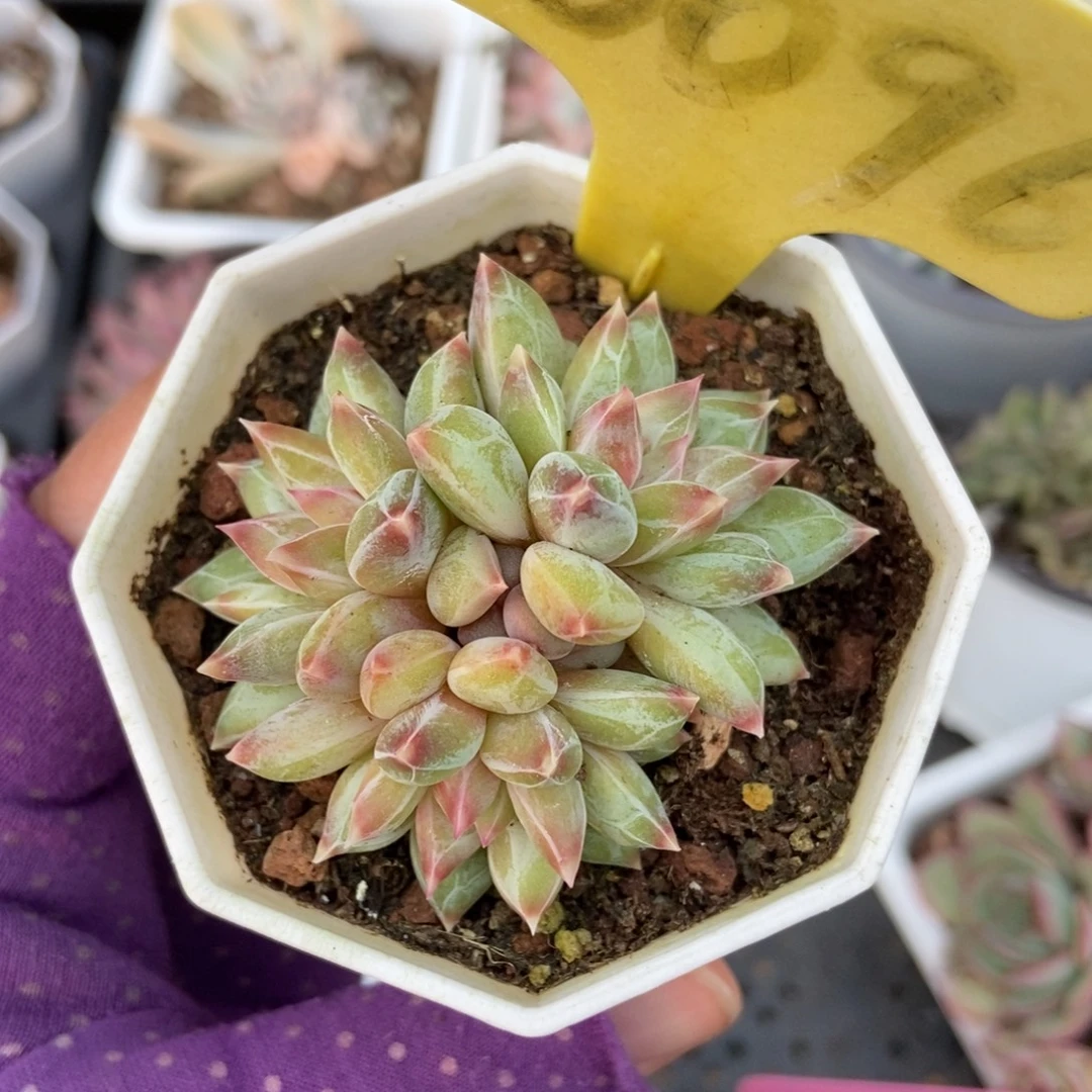 6096伊丽莎白多肉植物