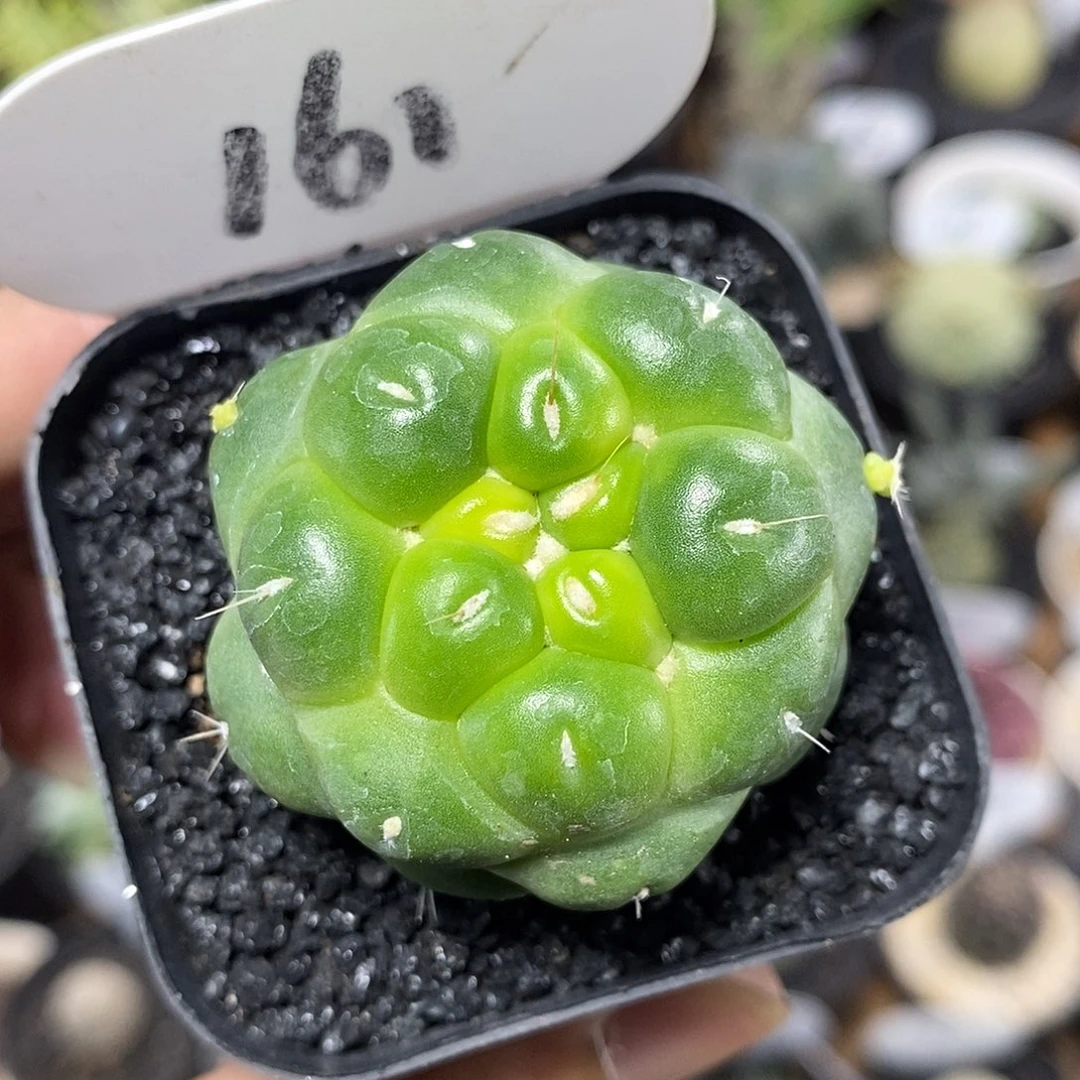 无刺天眼象牙161号4cm