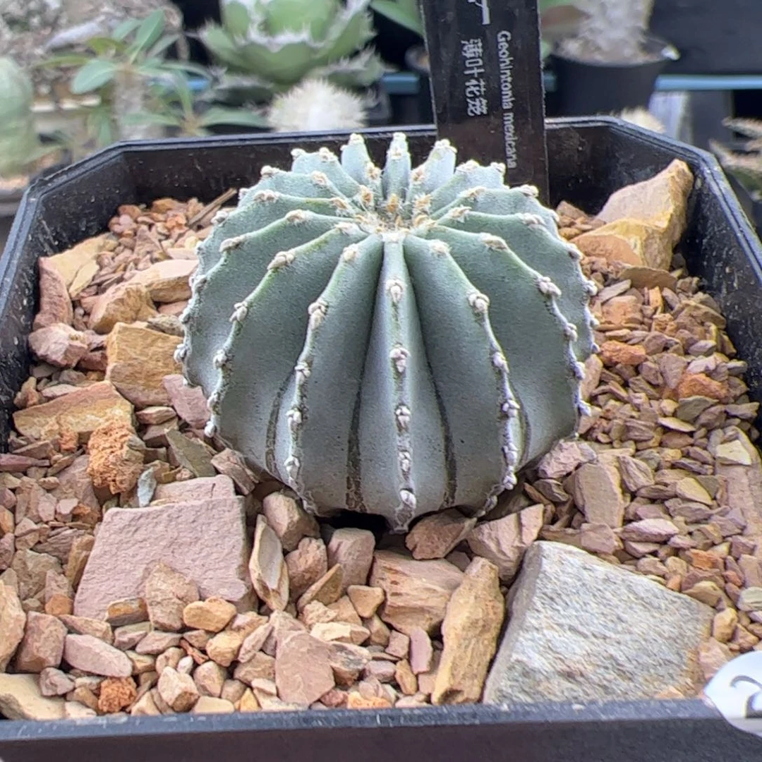 薄叶花笼一物一拍262