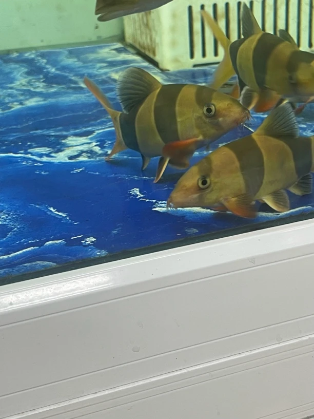 三间鼠12到16公分