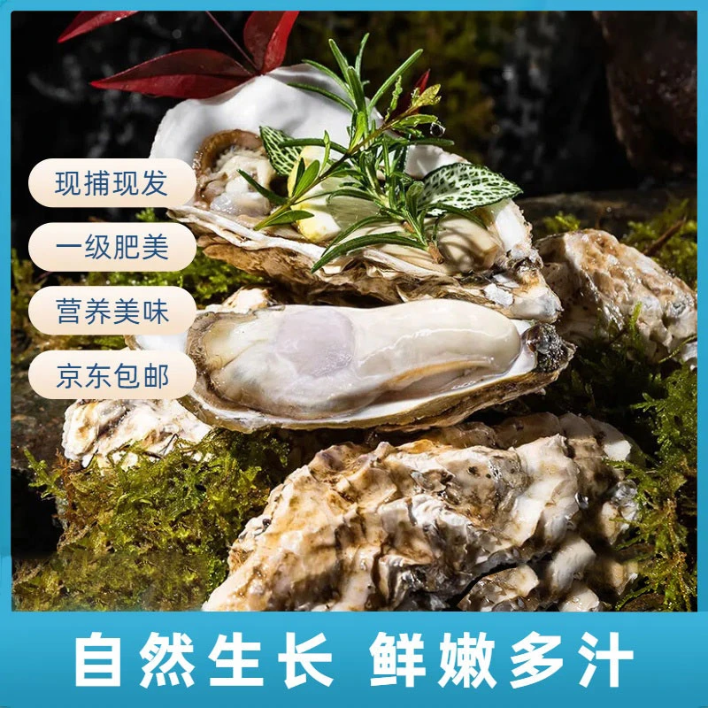 大连生蚝鲜活直发原产地新鲜美味海鲜 5斤装（2两-3两/只）17-21只