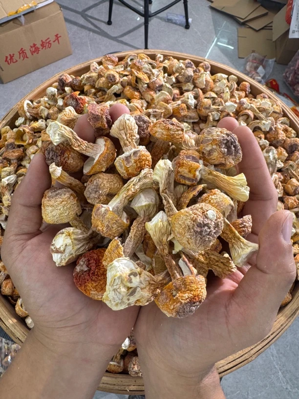 闽南特产原色巴西菇姬松茸