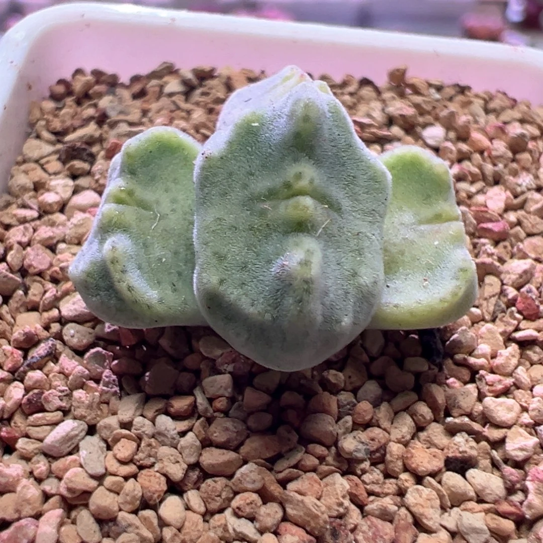 *****0924，蛙哥种源，鬼脸绿豆糕