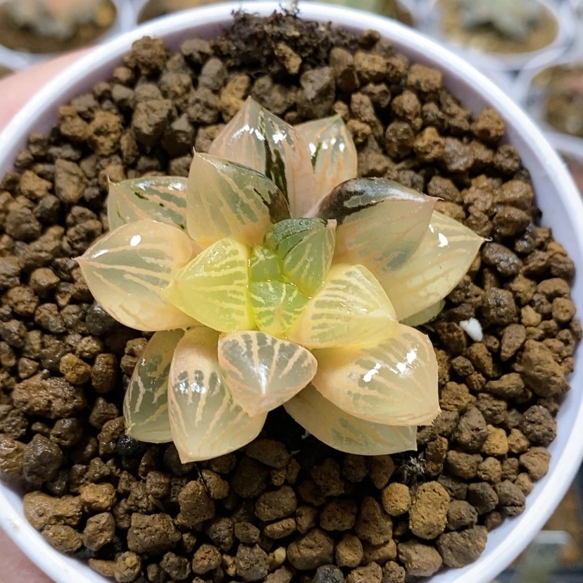 【闪购商品】40赤焰玉露锦