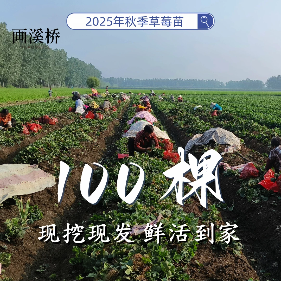 2025秋季草莓苗裸根苗出售品种齐全适合家庭阳台庭院盆栽地栽