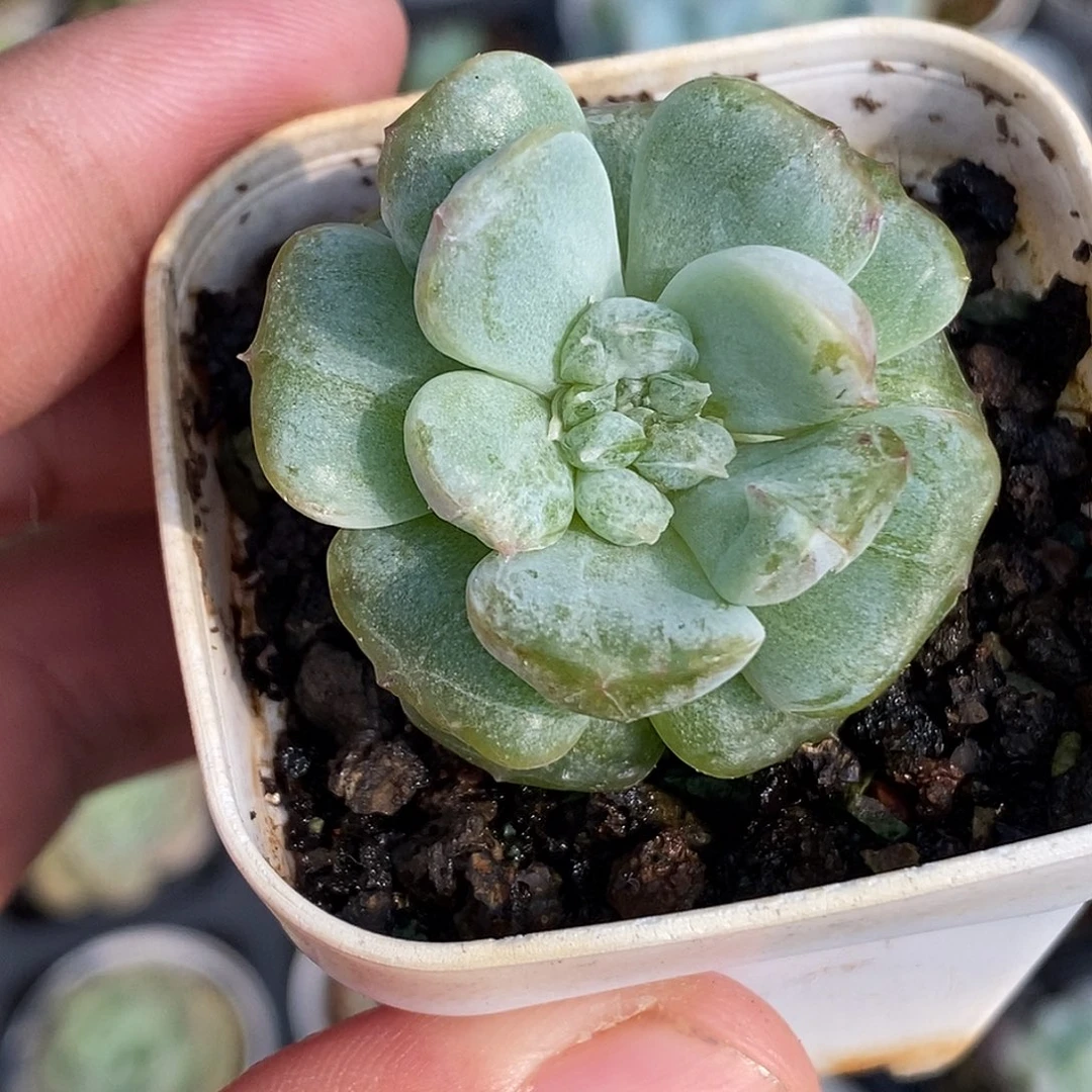 石化30包邮非偏远
