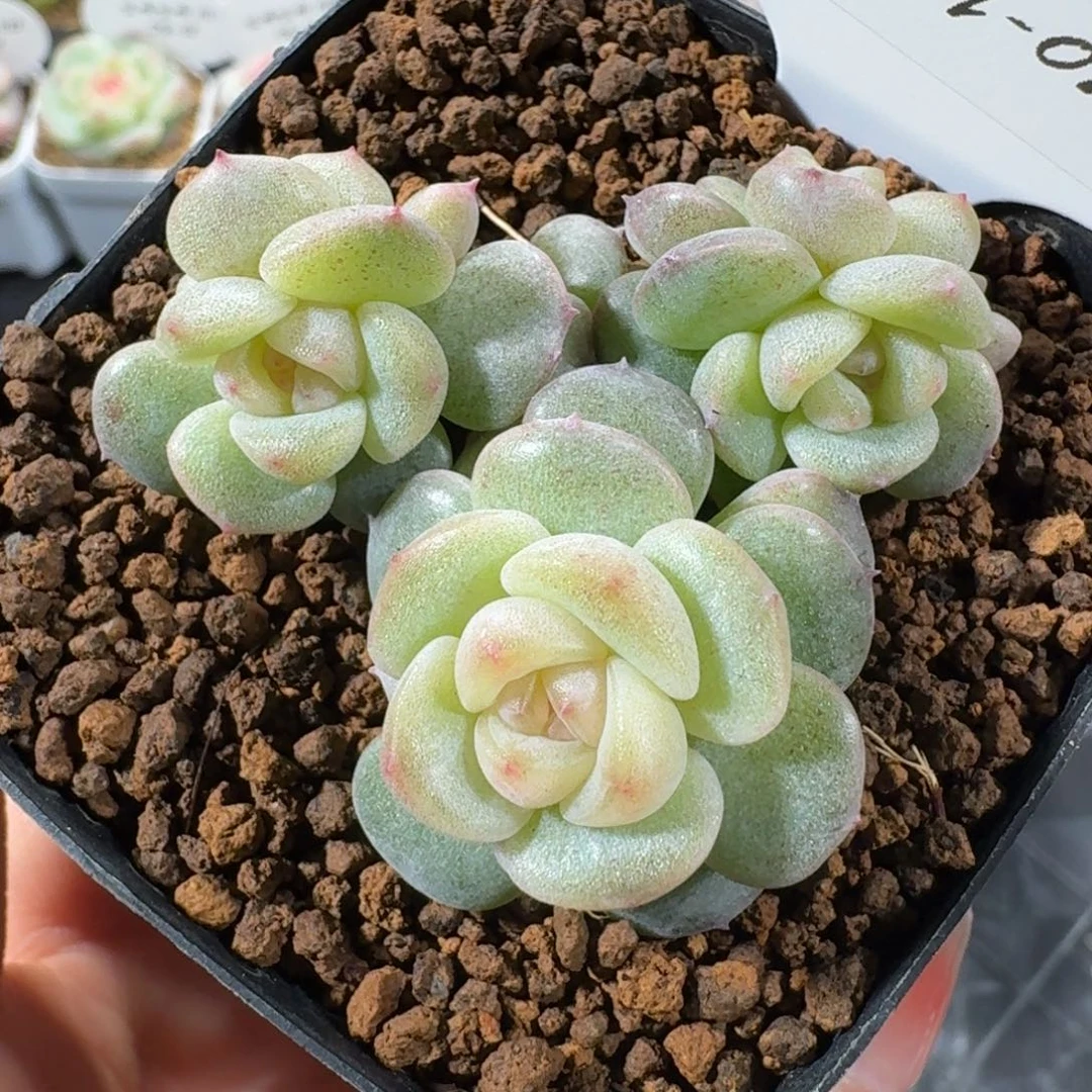 玄***雀1122-7-小冤家群生