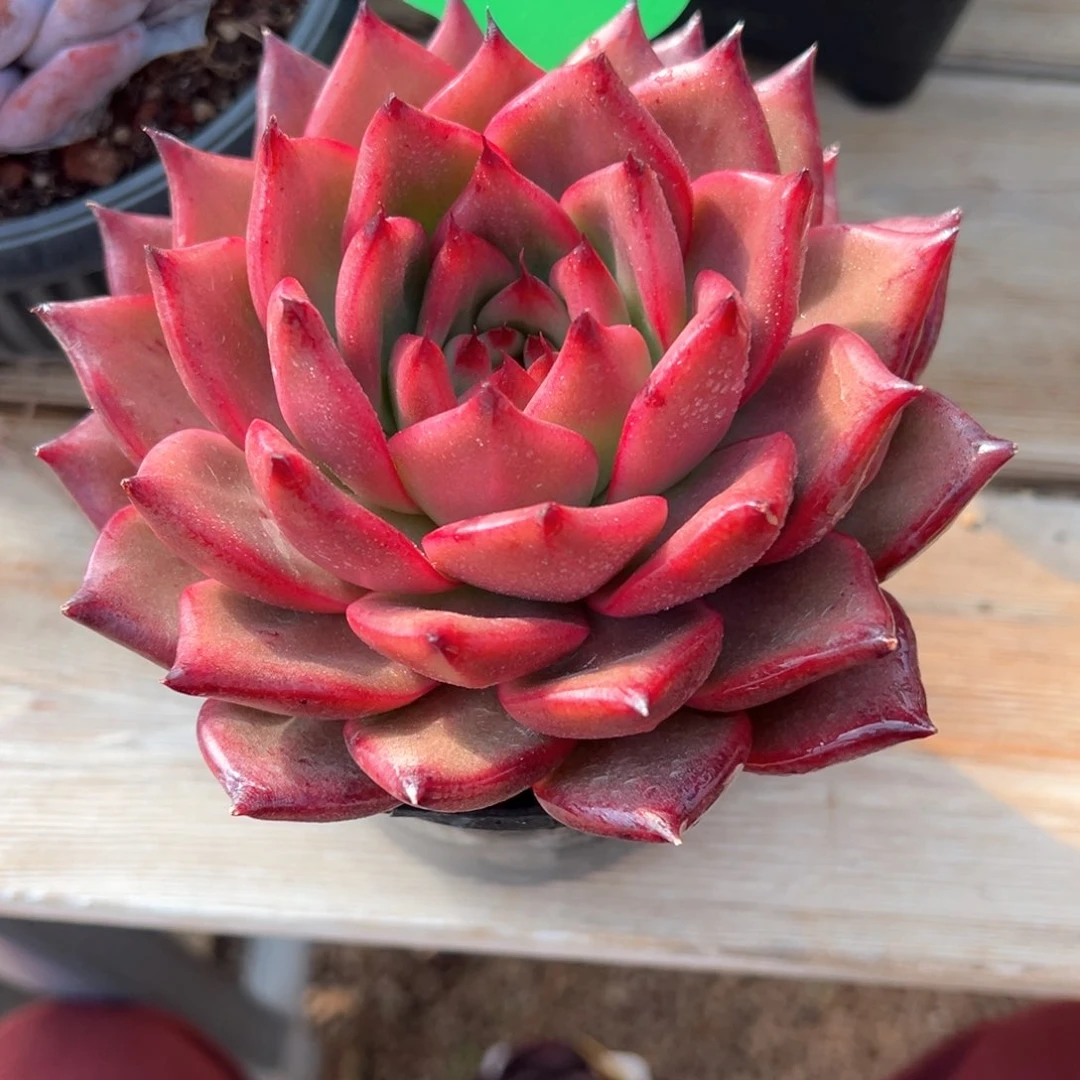 淡*2.11.08粉钻多肉