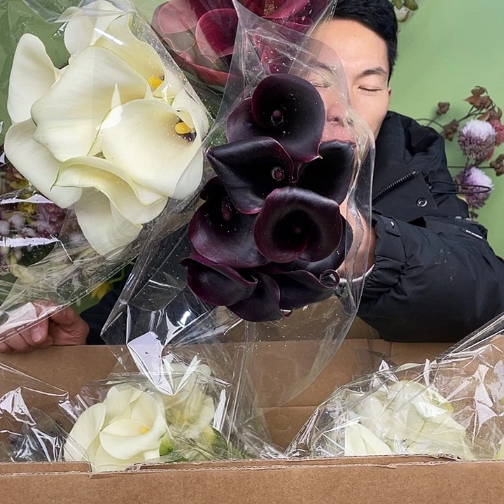 完全开放1号马蹄莲3把25支