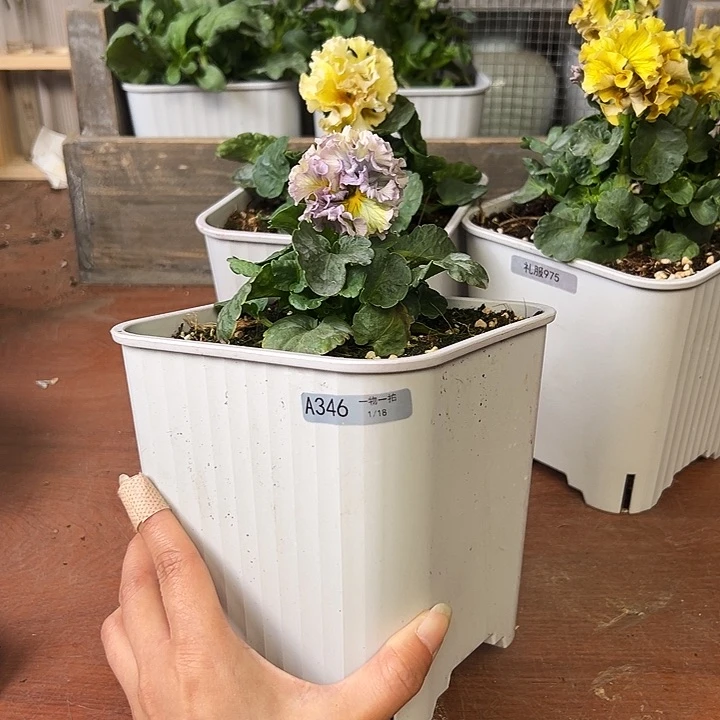 红陶我家的花花真好看346