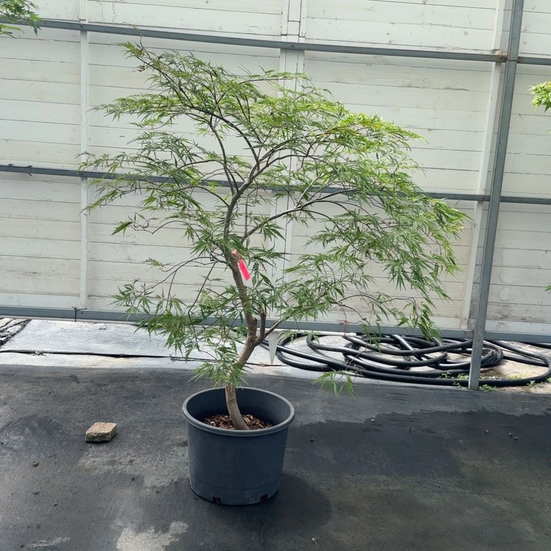 无花朵稻叶枝垂 直播