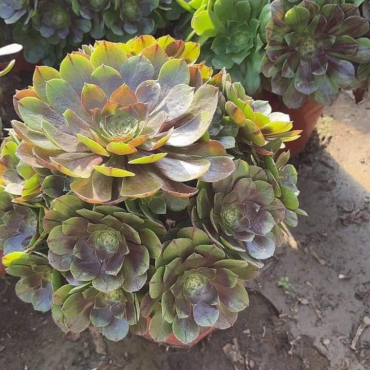 多肉植物万拉丝12