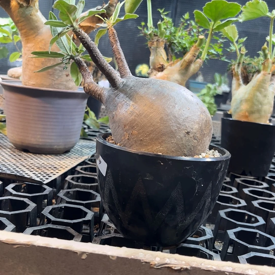 象牙宫11.4公分366669999