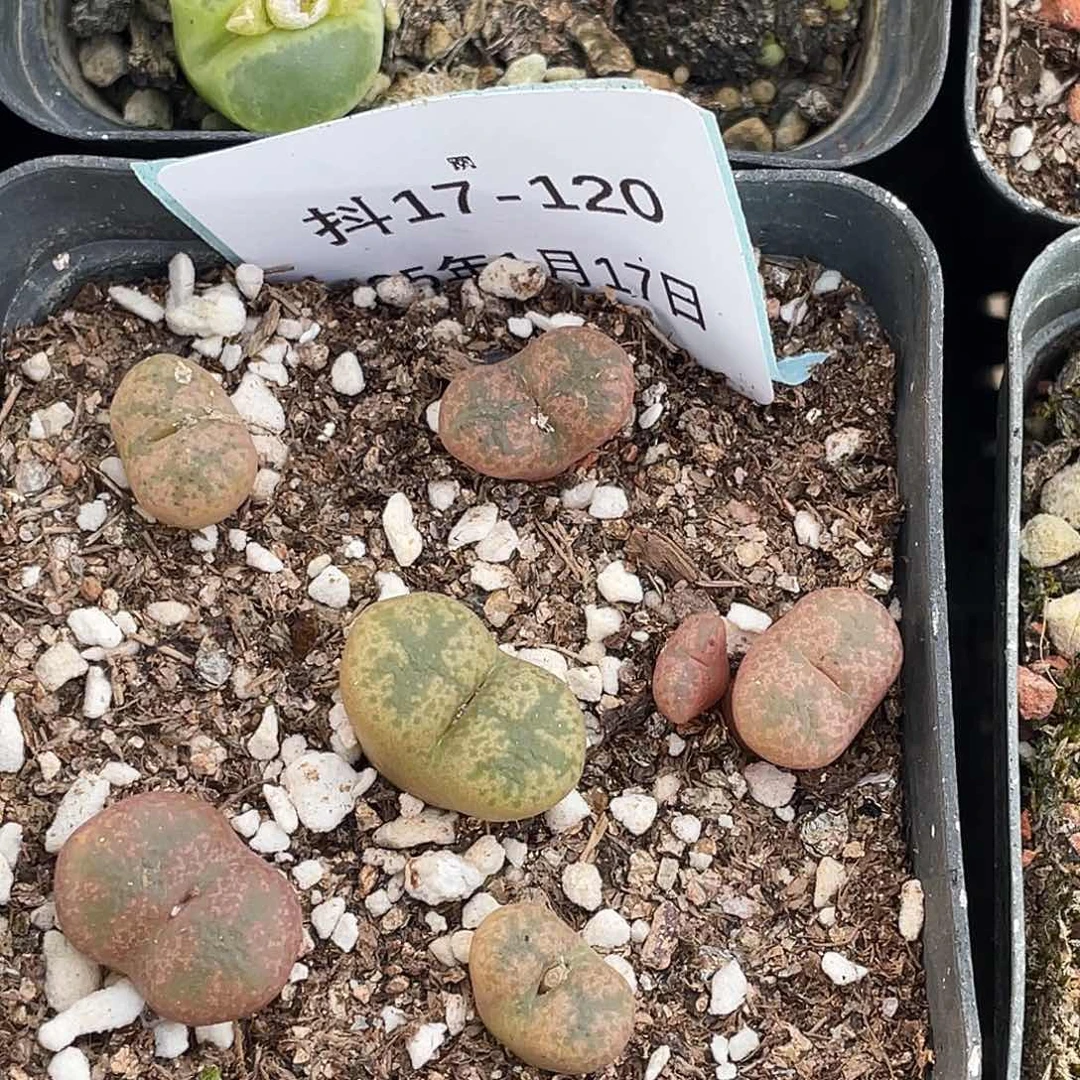 17-120勋章多肉植物