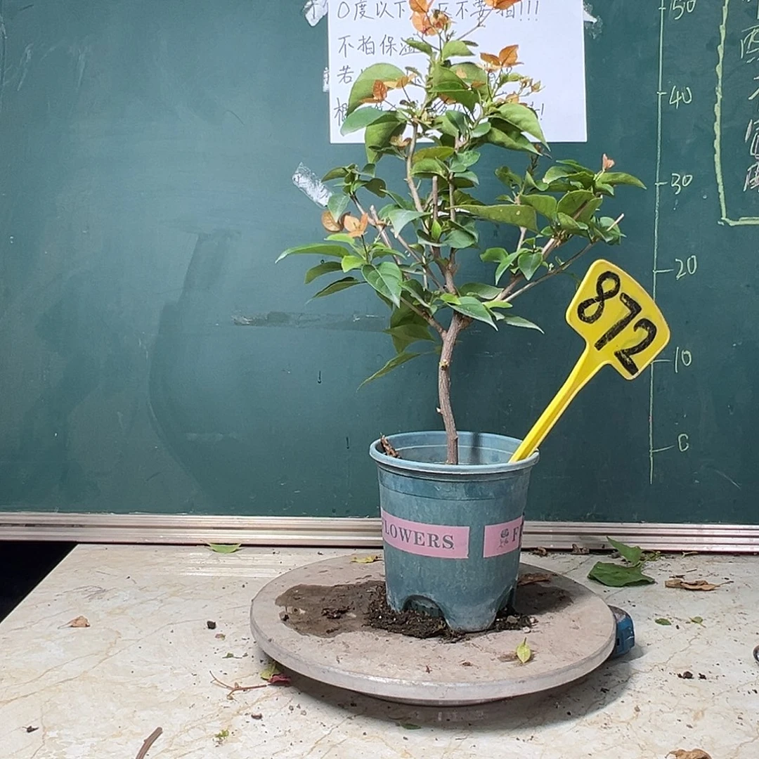 完全开放  阿朱娜  872