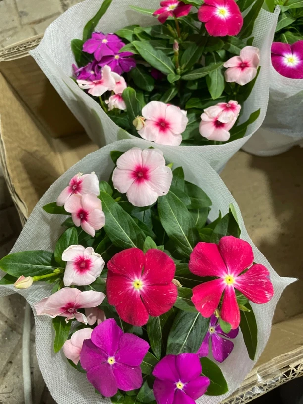 长春花盆栽，天天开一盆多色