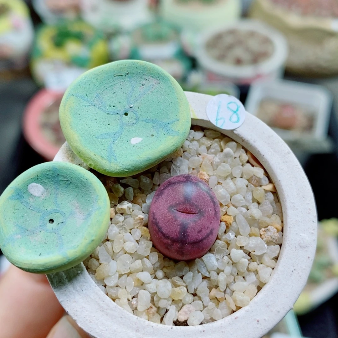 生石花花花花花花花花256