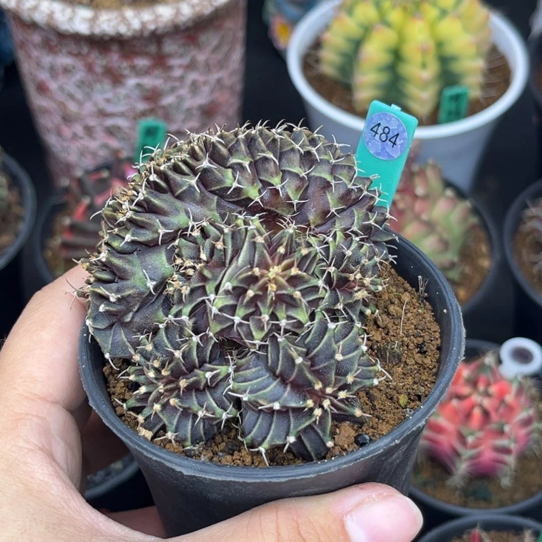 斌484    带盆土发货