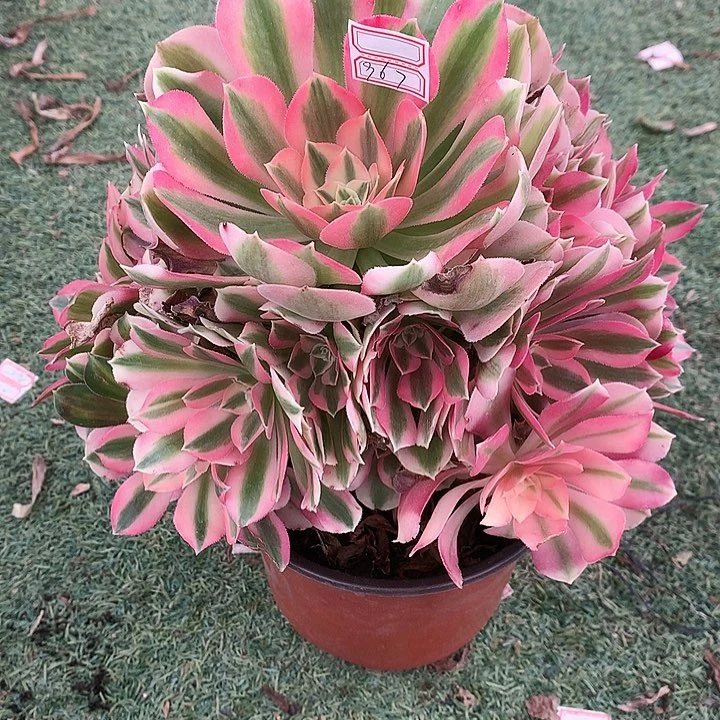 967粉女巫多肉植物