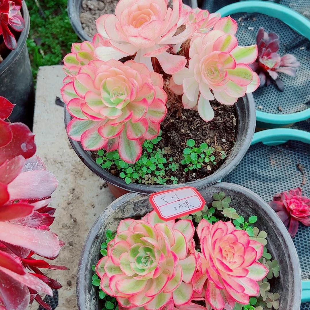 豆丁多肉植物保护研究所