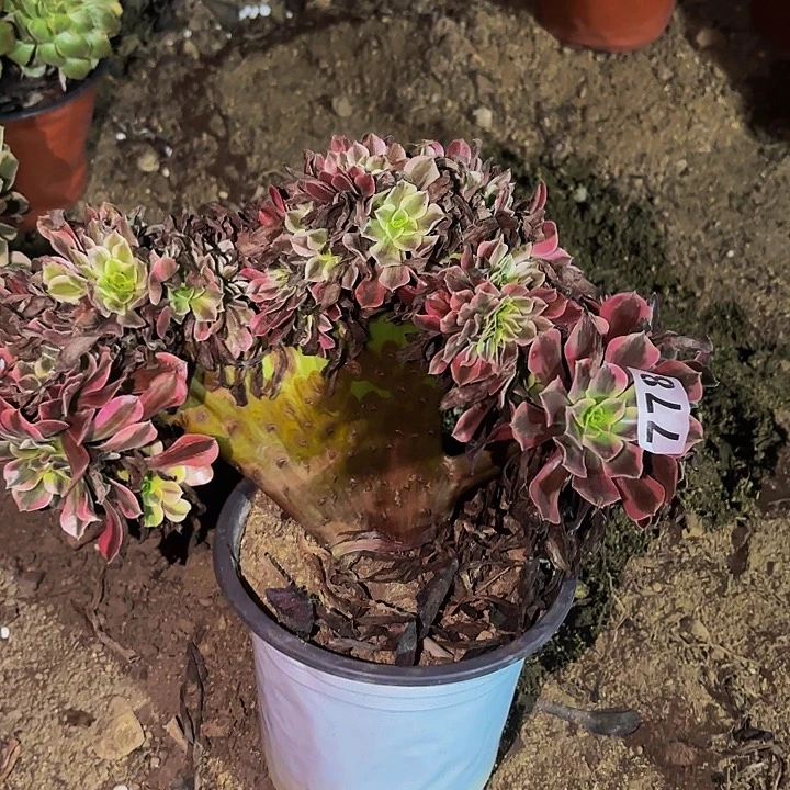 778美杜莎多肉植物不售后