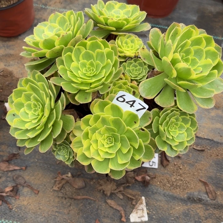 奶白多肉植物不包损647
