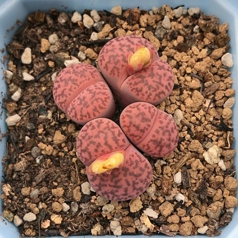 多肉肉锥 4头岛田紫柘榴