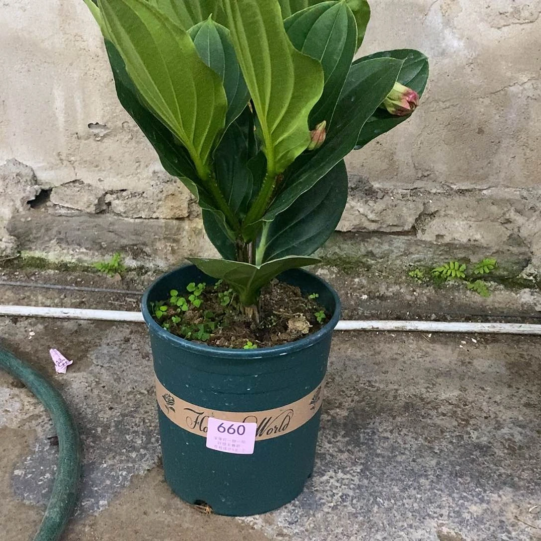 玻***_木本花卉660