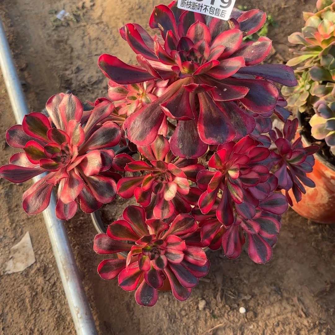 M. 2019香奈儿多肉，cade