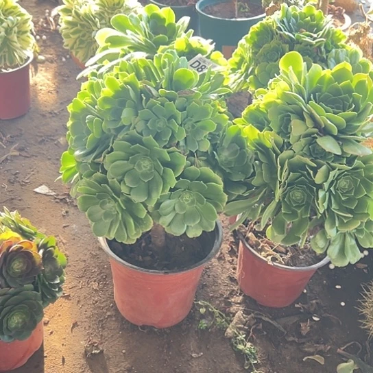 坚*多肉植物麻将法师