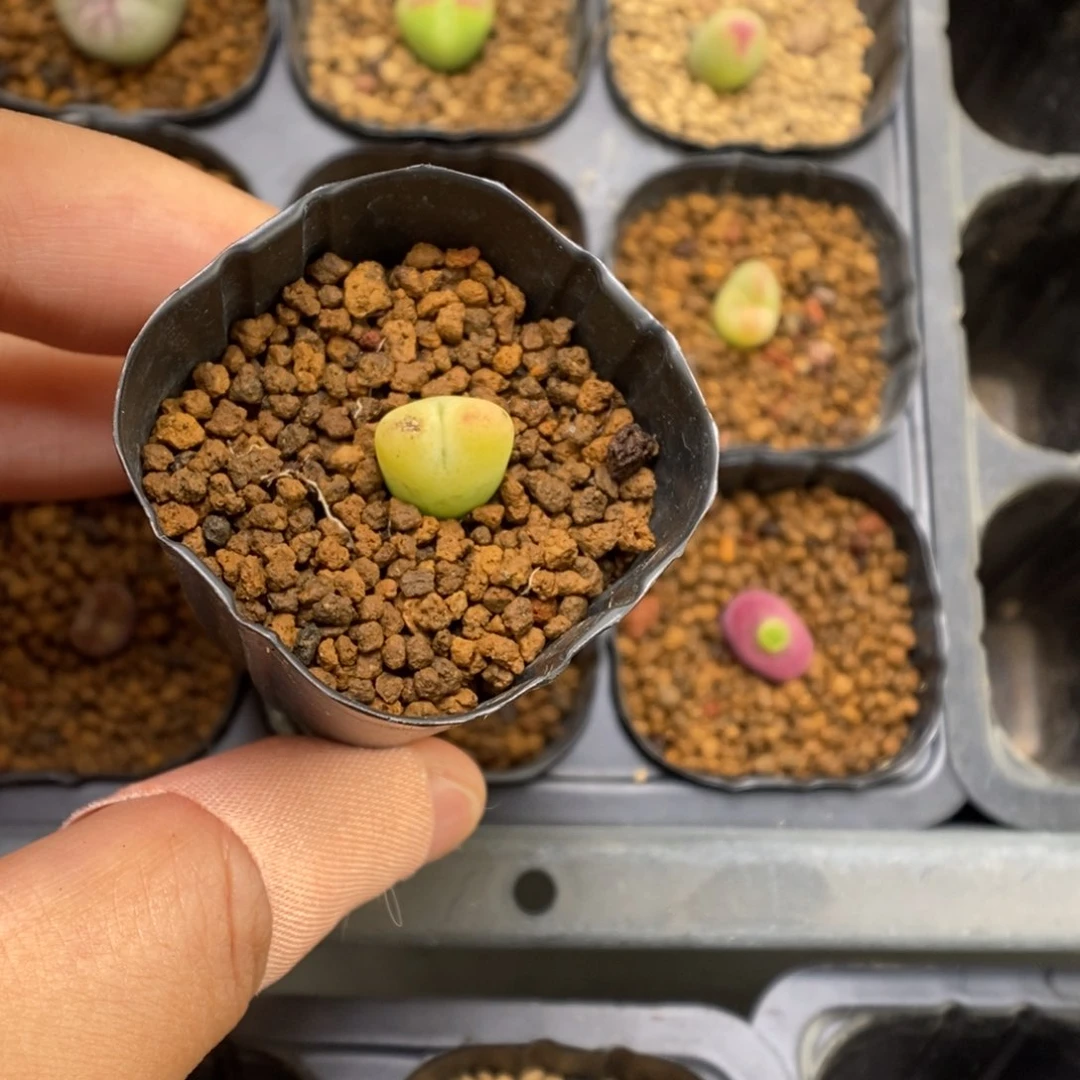 多肉植物肉锥杂交K-3763