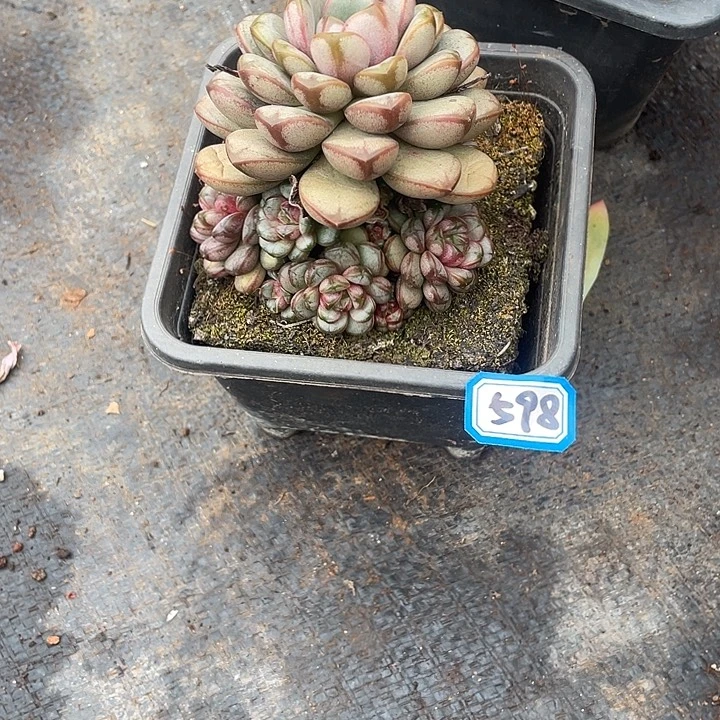 598葡萄 一物一拍多肉