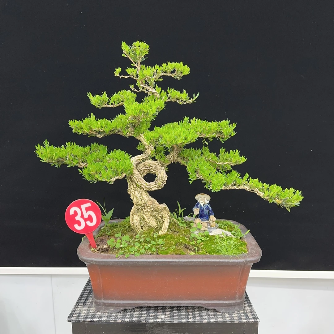 皱皮雀舌黄杨老桩盆景室内客厅阳台四季常青绿植盆栽