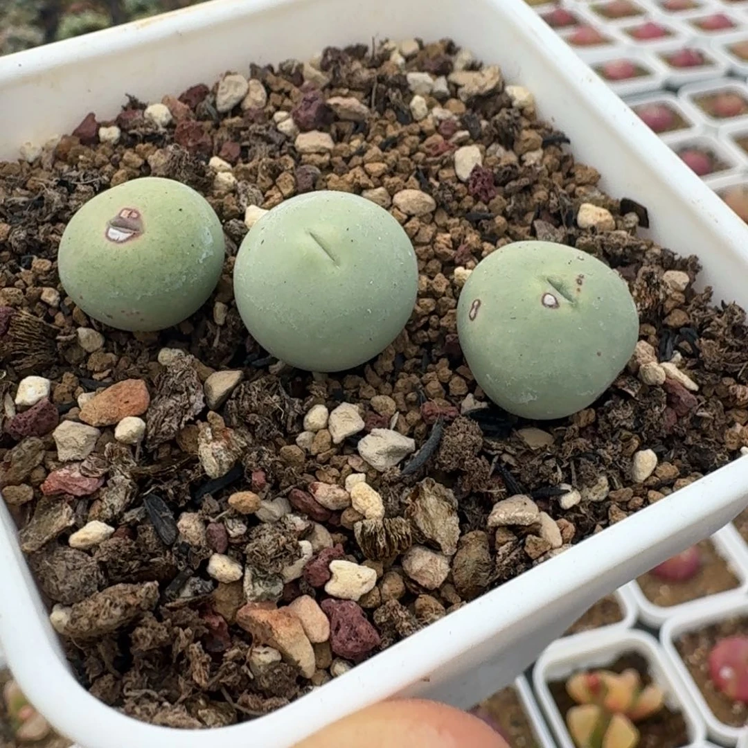 961三颗红嘴带盆土发货