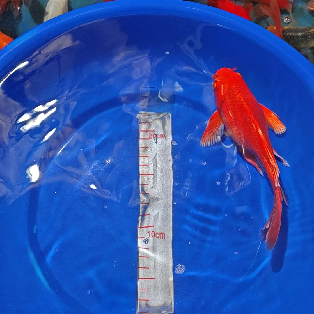 中国大陆冷水观赏鱼蝴蝶鲤