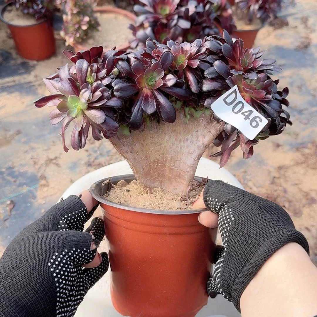 046欧紫一颗满28包邮