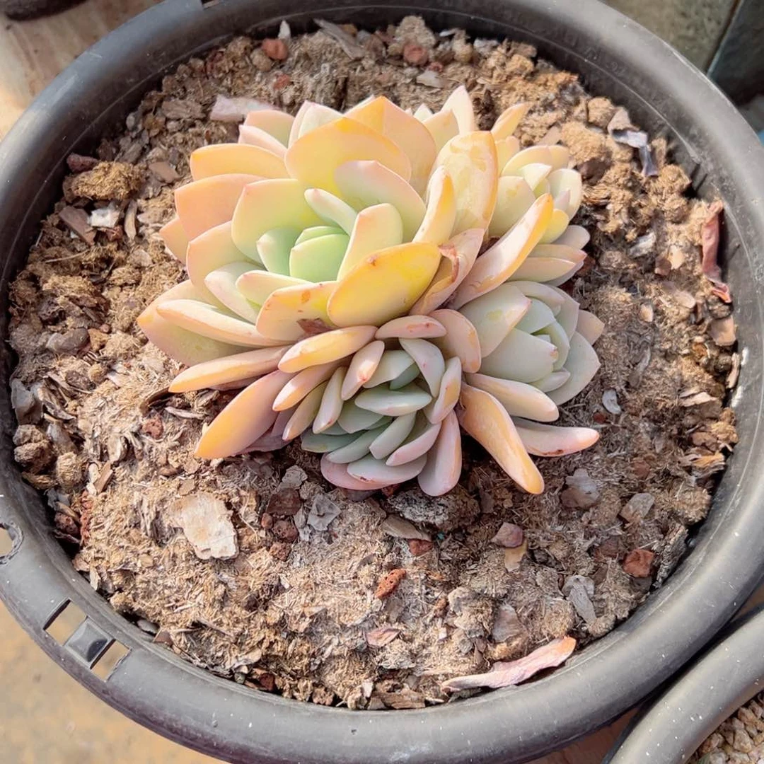 三*奶茶多肉送过去