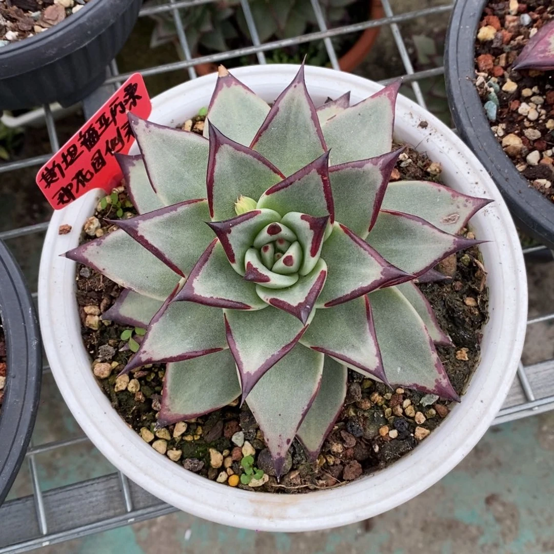 神***牛斯坦福亚力桑娜花园侧芽B-25.12.17