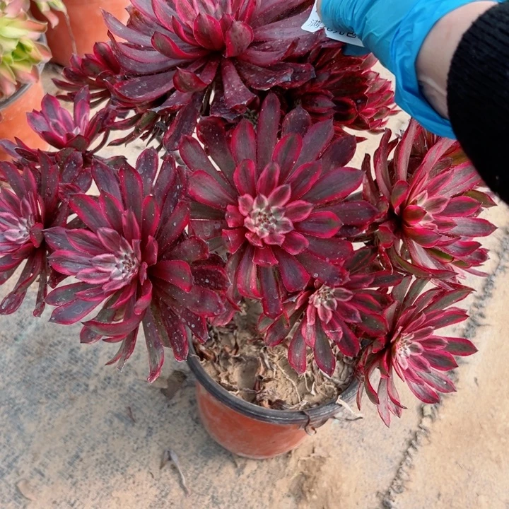 295紫霞多肉植物