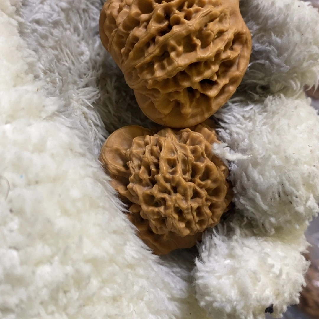 秦岭南侧和东北秦闷