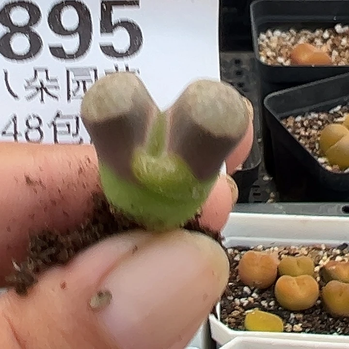 895号磁铁风铃有伤特价多肉植物