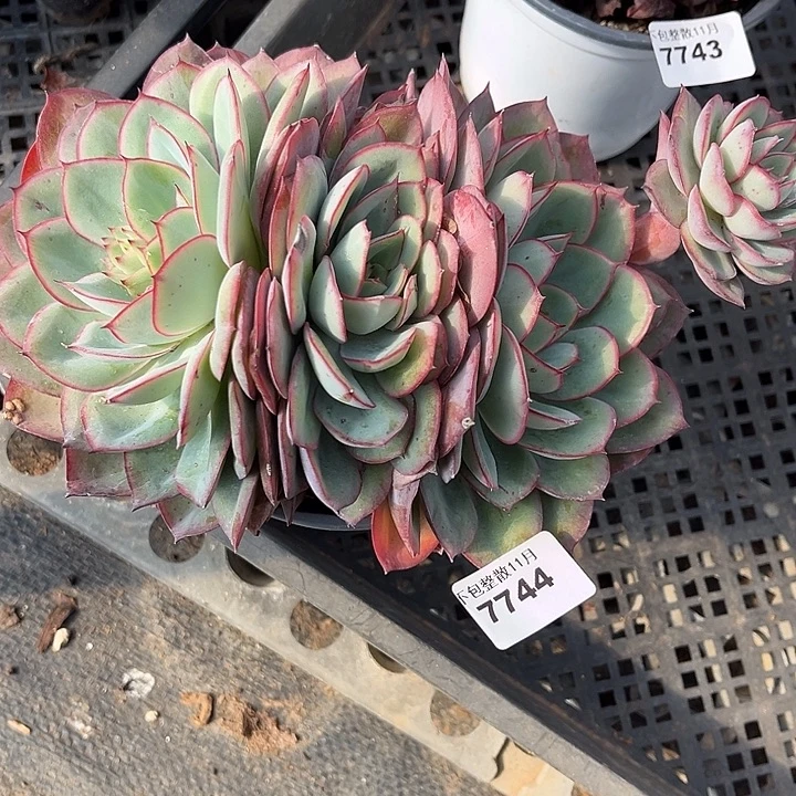 阿雅园艺。       7744牡丹亭