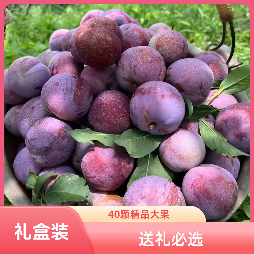 【银妃果王礼盒装】钱排银妃红心李老树果王现摘现发