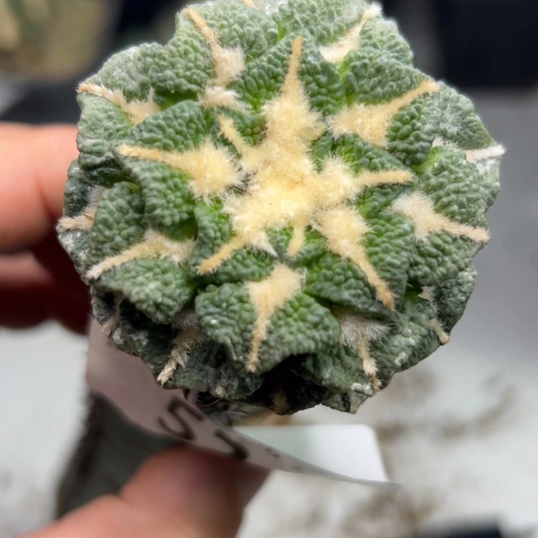 52 仙人球的牡丹啊