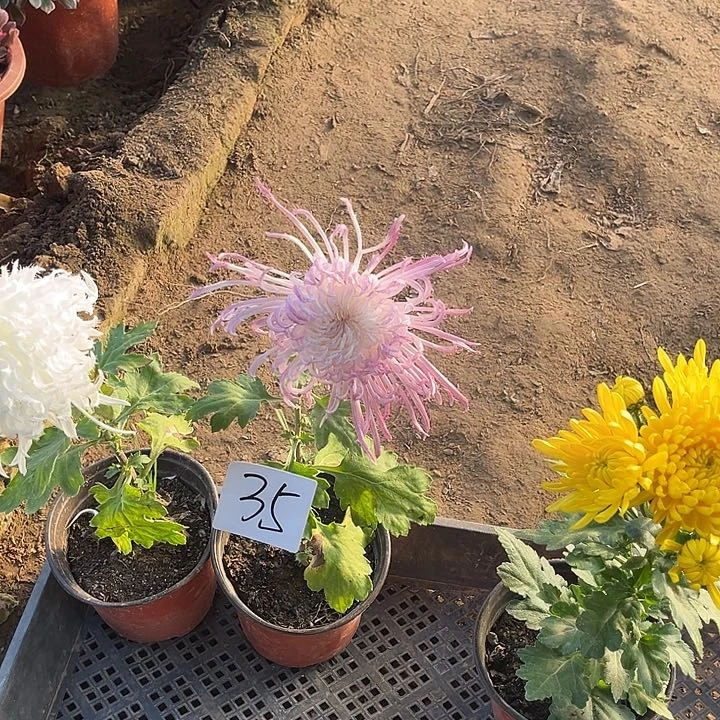 完全开放土球发货老根不包损35