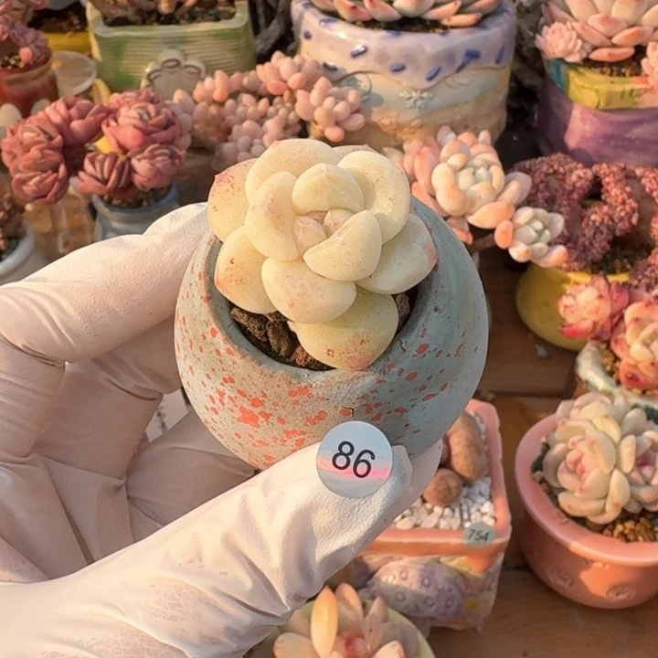 86 多肉含盆土30元包邮➗偏远