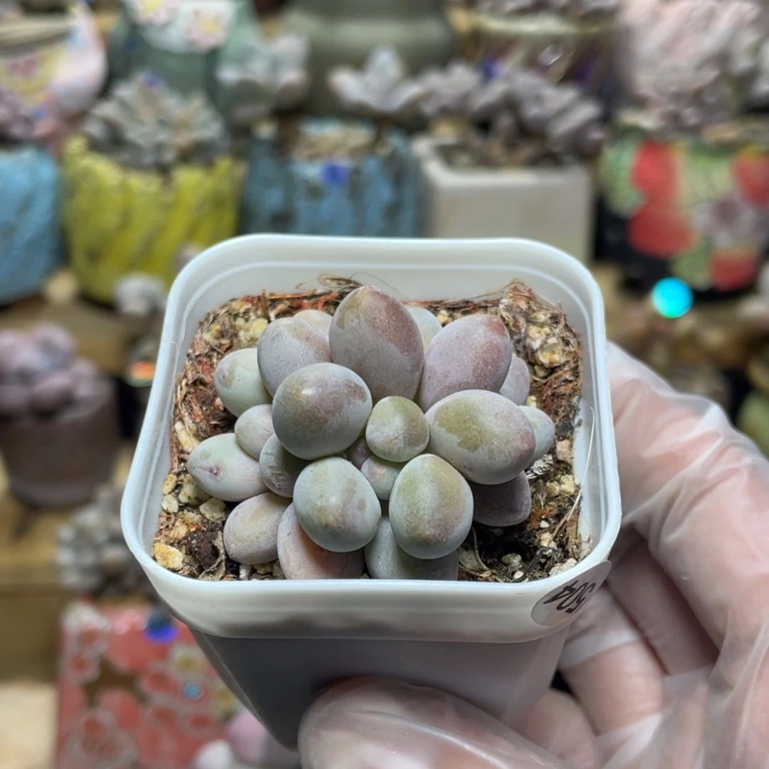 仙子奶酪多肉植物